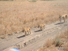 Lionne et ses petits